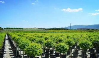 看國外先進(jìn)苗圃，苗木產(chǎn)業(yè)的差距與啟示